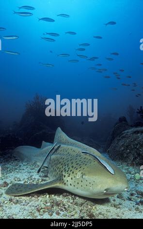 Zebrahai (Stegostoma fasciatum), mit Remoren, die auf dem Meeresboden ruhen, hinter einer schulischen Anthias, Andamanensee, Thailand, Asien Stockfoto