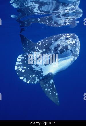 Mondfisch oder Ozeansonnenfisch (Mola mola), San Diego, Kalifornien, USA, Pazifischer Ozean Stockfoto