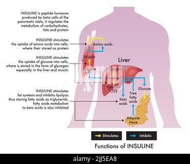 Medizinische Illustration der insuline Funktionen, mit Anmerkungen. Stockfoto
