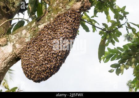 Honigbienen-Schwarm, hängend an einem Obstbaumast, Platz für Text Stockfoto