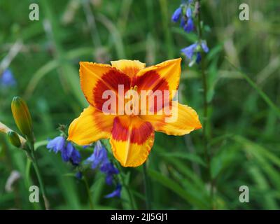 Erstaunliche zweifarbige gelbe und rote Taglilie (Hemerocallis fulva) in einem Garten in Ottawa, Ontario, Kanada. Stockfoto