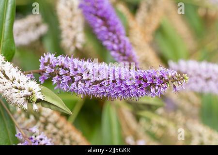 Eine Veronica-Hochsommerschönheit (oder hebe-Hochsommerschönheit) ein immergrüner Strauch mit violetten und weißen Blüten, der im Juli in Worcestershire, England, blüht Stockfoto