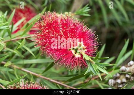 Nahaufnahme von Callistemon Citrinus splendens (Crimson Botllebush splendens), einem immergrünen sommerblühenden Strauch im Juli in Worcestershire, England Stockfoto