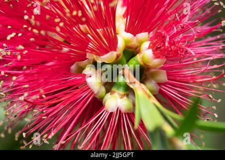 Nahaufnahme von Callistemon Citrinus splendens (Crimson Botllebush splendens), einem immergrünen sommerblühenden Strauch im Juli in Worcestershire, England Stockfoto