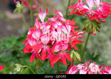 Pelargonium Summer Twist Rot/Weiß ('Gentwiststar') - eine Pelargonium-Geranie mit fünf roten und weißen Blütenblättern, die im August in England blühen Stockfoto