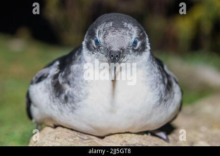 Manx Shearwater Küken auf Skomer Island kommen aus dem Bau in der Nacht, um Flügel vor der Migration zu trainieren Stockfoto