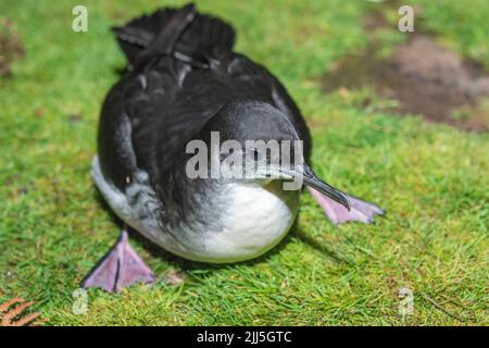 Manx Shearwater Küken auf Skomer Island kommen aus dem Bau in der Nacht, um Flügel vor der Migration zu trainieren Stockfoto