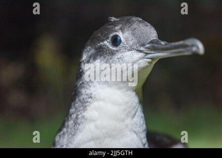 Manx Shearwater Küken auf Skomer Island kommen aus dem Bau in der Nacht, um Flügel vor der Migration zu trainieren Stockfoto