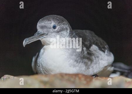 Manx Shearwater Küken auf Skomer Island kommen aus dem Bau in der Nacht, um Flügel vor der Migration zu trainieren Stockfoto