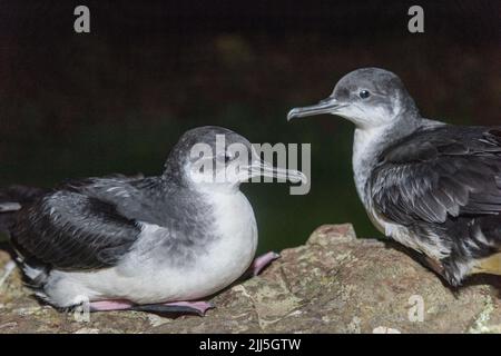 Manx Shearwater Küken auf Skomer Island kommen aus dem Bau in der Nacht, um Flügel vor der Migration zu trainieren Stockfoto