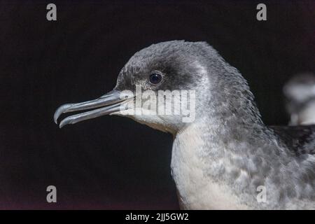 Manx Shearwater Küken auf Skomer Island kommen aus dem Bau in der Nacht, um Flügel vor der Migration zu trainieren Stockfoto