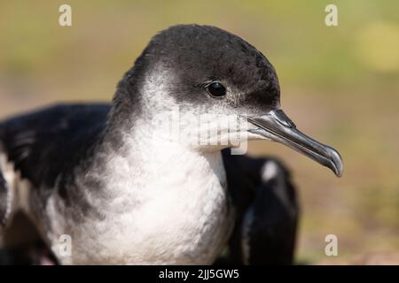 Manx Shearwater chick auf Skomer Island ou im Freien während des Tages aufgrund der starken Südwind verhindert Migration. Stockfoto