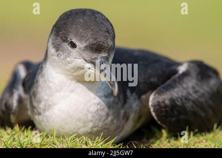 Manx Shearwater chick auf Skomer Island ou im Freien während des Tages aufgrund der starken Südwind verhindert Migration. Stockfoto