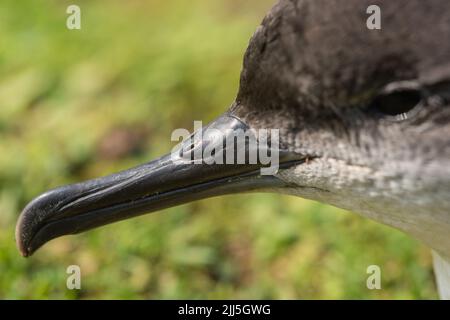 Manx Shearwater chick auf Skomer Island ou im Freien während des Tages aufgrund der starken Südwind verhindert Migration. Stockfoto