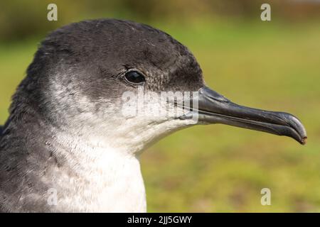 Manx Shearwater chick auf Skomer Island ou im Freien während des Tages aufgrund der starken Südwind verhindert Migration. Stockfoto