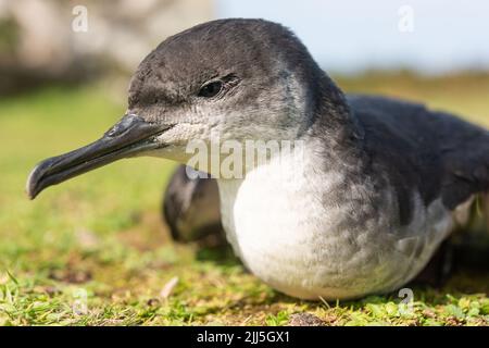 Manx Shearwater chick auf Skomer Island ou im Freien während des Tages aufgrund der starken Südwind verhindert Migration. Stockfoto