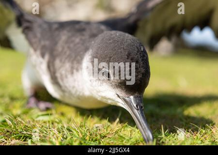 Manx Shearwater chick auf Skomer Island ou im Freien während des Tages aufgrund der starken Südwind verhindert Migration. Stockfoto