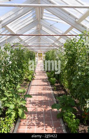 Weißes Holzgewächshaus mit Tomatenpflanzen, das in den renovierten historischen georgianischen Stadtgärten von Croome Court, Worcestershire, Großbritannien, wächst Stockfoto