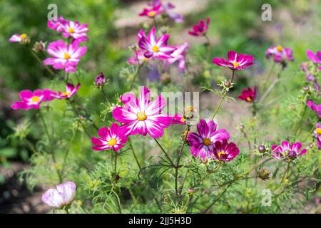 Könige Cosmos Cosimo Rot-Weiß (Cosmos bipinnatus) aus der Familie der Asteraceae mit zweifarbigen Blütenblättern in rosa & weißen Blüten, die im Sommer blühen. England Stockfoto