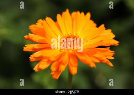 Blühende Calendula officinalis, Ringelblume, Ringelblume, Rudel, Marys Gold oder schottischer Ringelblume, Nahaufnahme in einem Garten Stockfoto