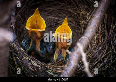 Zwei hungrige Amsel-Jungtiere sitzen im Nest Stockfoto