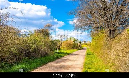 Leerer Fußweg inmitten von Bäumen an sonnigen Tagen Stockfoto