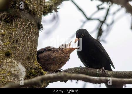 Männliche eurasische Amsel (Turdus merula), die jung ernährt Stockfoto