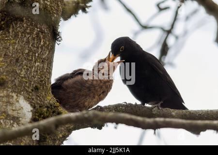 Männliche eurasische Amsel (Turdus merula), die jung ernährt Stockfoto