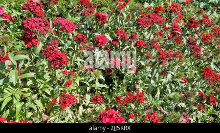 Schöne rote Farbblüten von Dianthus barbatus auch bekannt als Sweet William, Bearded Pink, London Tufts, Bloomy Down usw. mit natürlichem Hintergrund. Stockfoto