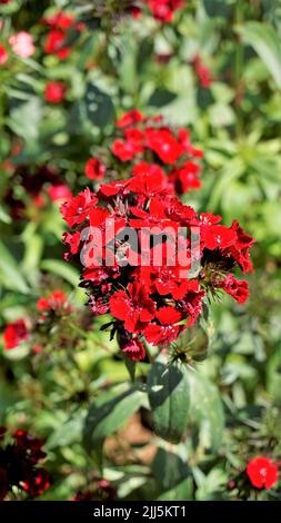 Schöne rote Farbblüten von Dianthus barbatus auch bekannt als Sweet William, Bearded Pink, London Tufts, Bloomy Down usw. mit natürlichem Hintergrund. Stockfoto