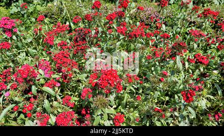 Schöne rote Farbblüten von Dianthus barbatus auch bekannt als Sweet William, Bearded Pink, London Tufts, Bloomy Down usw. mit natürlichem Hintergrund. Stockfoto