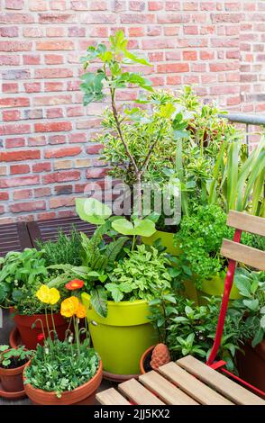 Blumen- und Gemüsepflanzen auf dem Balkon Stockfoto