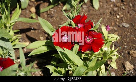 Schöne rote Farbblüten von Dianthus barbatus auch bekannt als Sweet William, Bearded Pink, London Tufts, Bloomy Down usw. mit natürlichem Hintergrund. Stockfoto