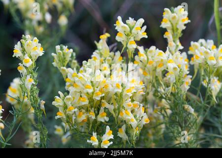 Linaria vulgaris, gewöhnlicher Toadflachs, gelbe Sommerblumen mit Butter und Eiern, die selektiven Fokus abschwitzen Stockfoto