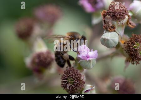 Honigbiene auf Bramble Blume Stockfoto