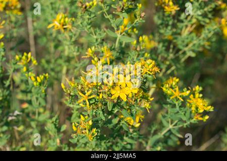 Hypericum perforatum, Johanniskraut Sommergelbe Blüten Nahaufnahme selektiver Fokus Stockfoto