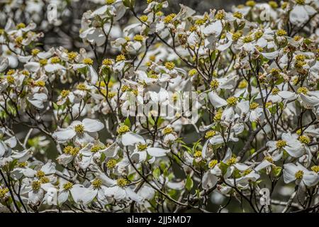 Vollständig geöffnete weiße Blumen auf einem Dogwood-Baum Nahaufnahme Ansicht für Hintergründe Tapete flach-Lays oder Copyspace und Kulissen Stockfoto