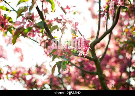 Rosa Blüten auf Ast von Apfelbaum an sonnigen Tag Stockfoto