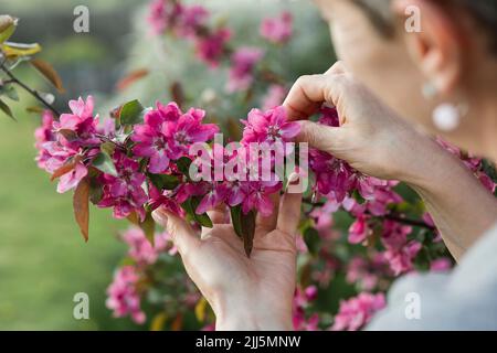 Hände einer Frau, die rosa Blume auf dem Apfelbaum hält Stockfoto