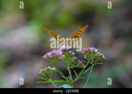 Silbergewaschene Fritillarie auf Blume Stockfoto