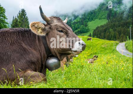 Porträt einer braunen Kuh, die sich auf der Sommerwiese entspannt Stockfoto