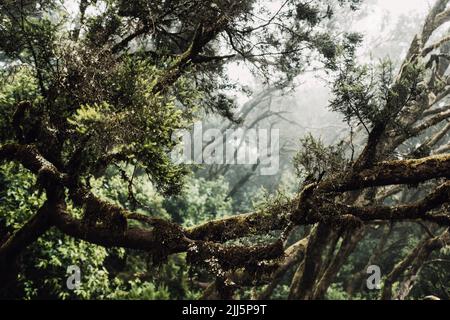 Üppige Zweige in dichtem Nebelwald Stockfoto