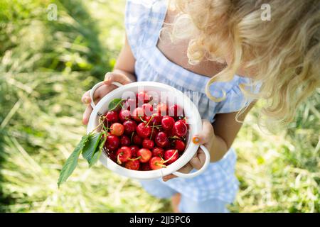 Mädchen hält einen Sieb aus frischen roten Kirschen Stockfoto