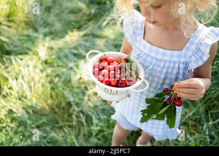 Mädchen, das auf einen Sieb aus frischen roten Kirschen schaut Stockfoto