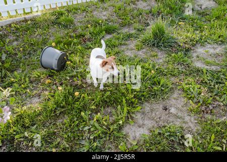 Jack Russell Terrier steht im Garten Stockfoto