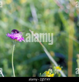 Postkarte Sommer. Ein Käfer auf einer Wildblume. Wiesenblüte im Gras. Stockfoto