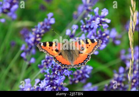 Orangefarbener Schmetterling auf blühendem Lavendel Stockfoto