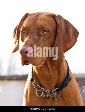 Der ungarische Vizsla-Hund, der sich auf etwas konzentriert, während er aufschaut, aufgenommen in Mellon Udrigle, Westeross, Schottland Stockfoto