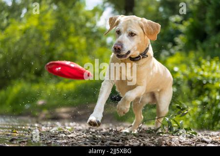 Junge Labrador Retriever fangen Plastikscheibe Stockfoto