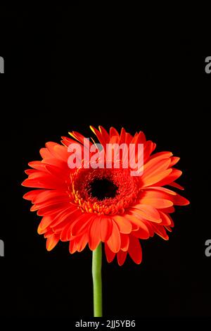Studioaufnahme der rot blühenden Gerbera Blume Stockfoto
